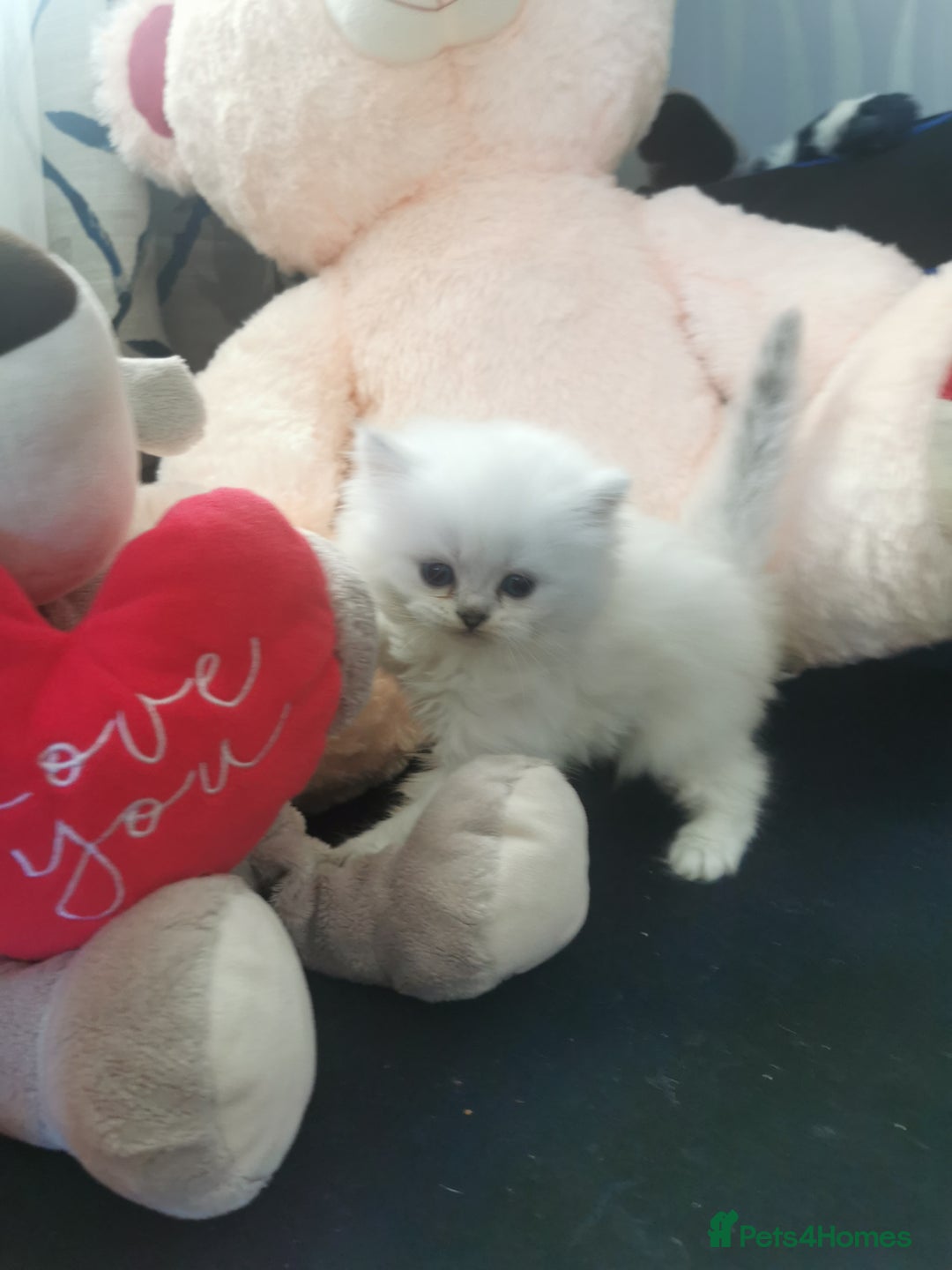 Scottish Fold cats for sale: Scottish Fold/Straight Kittens  - Image 21