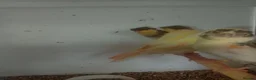 Canaries birds for sale: 10 stunning Harlequin Canaries  - Advert 4