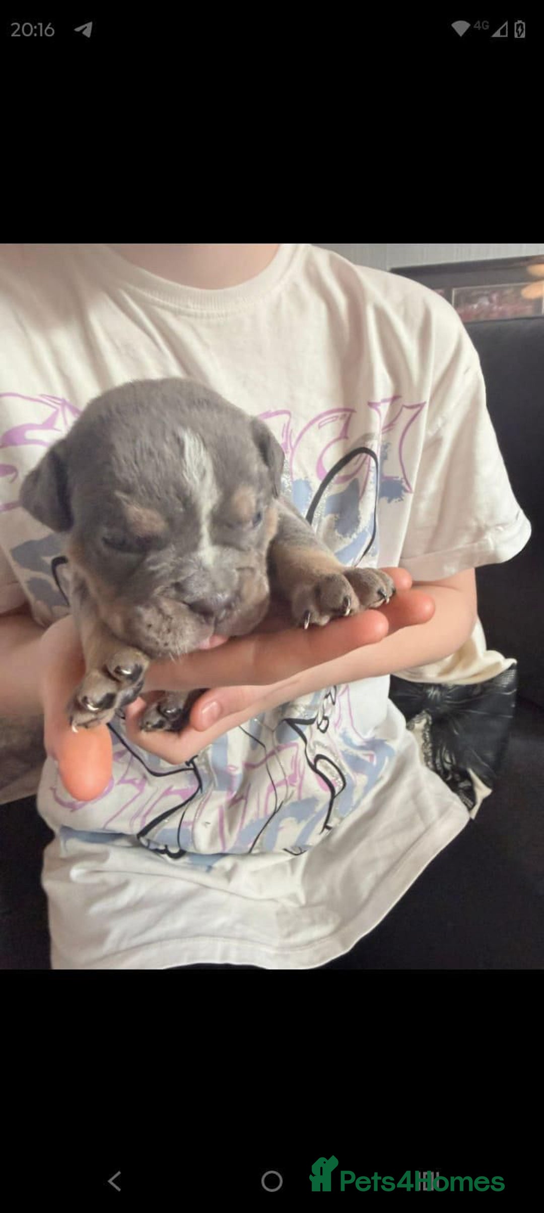 Olde English Bulldogge dogs for sale: GENETICALLY CLEAR CHAMPION 🏆 LEGENDARY BLOODLINE  - Advert 10