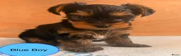 Yorkshire Terrier dogs for sale: Miniature Yorkie Puppies - Advert 3