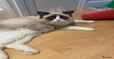 Ragdoll cats - Advert 9