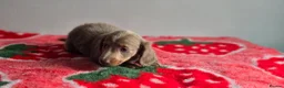 Dachshund dogs for sale: Beautiful Miniature Dachshund  - Advert 16
