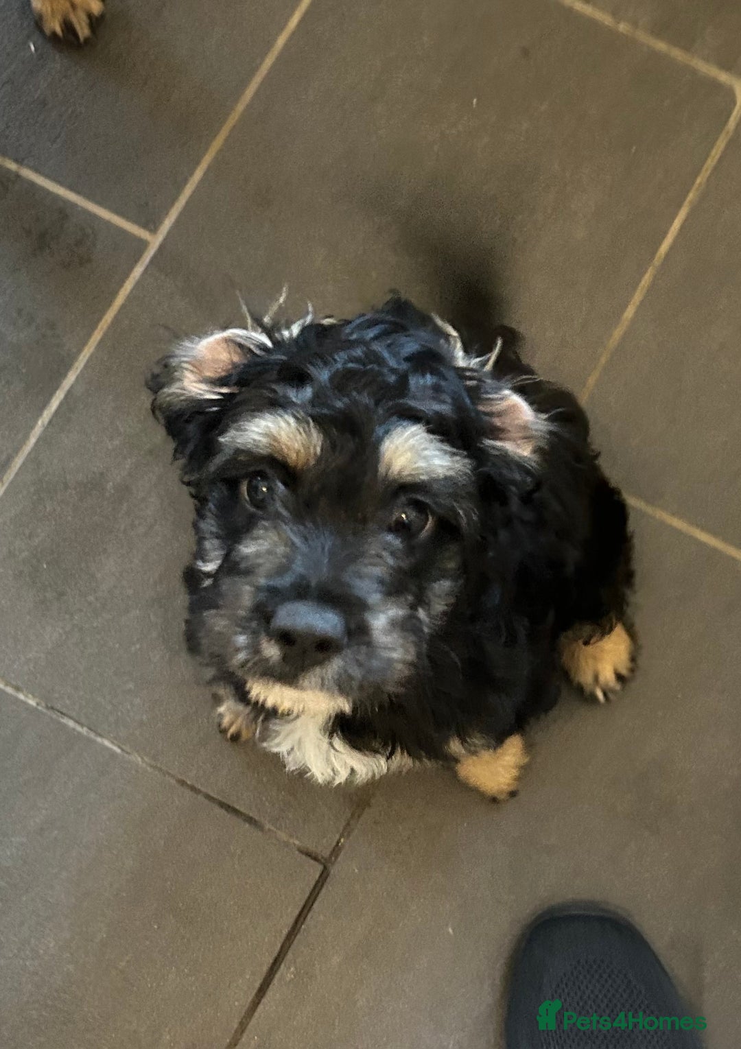 Mixed Breed dogs for sale: Forever home needed for 14 week old puppy - Image 1