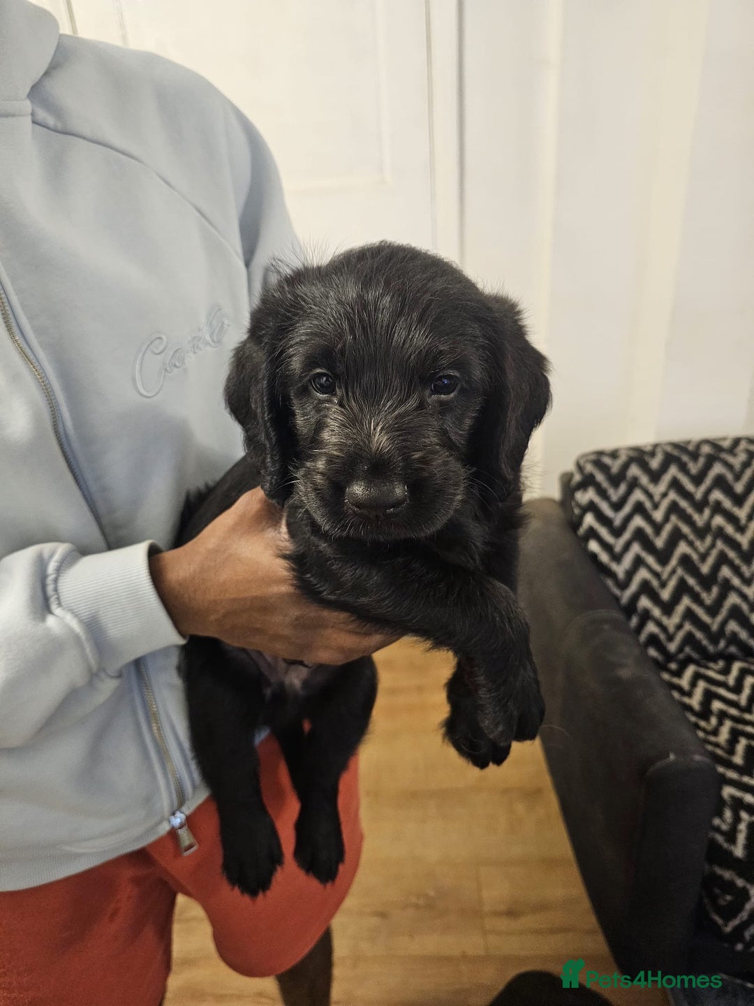 Labradoodle dogs for sale: Lovely Labradoodle puppies! 🐶  - Advert 10