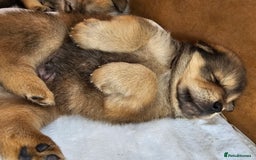 Mixed Breed dogs for sale: Chowsky puppies  chow chow  - Image 16