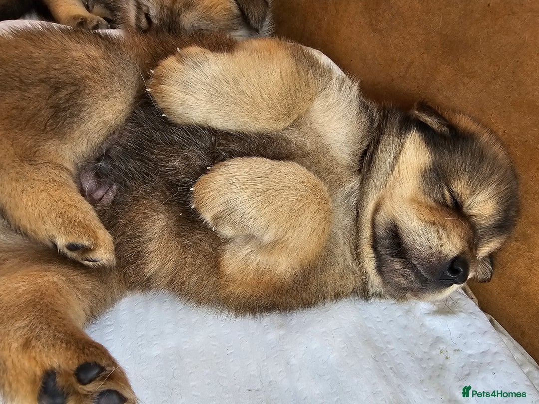 Mixed Breed dogs for sale: Chowsky puppies  chow chow  - Image 16