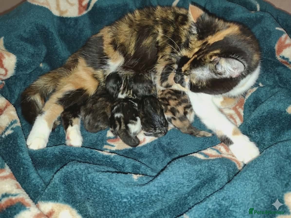 Mixed Breed cats Kittens  - Advert 1