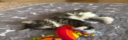 Mixed Breed cats for sale: Beautiful fluffy tabby girl  - Advert 16