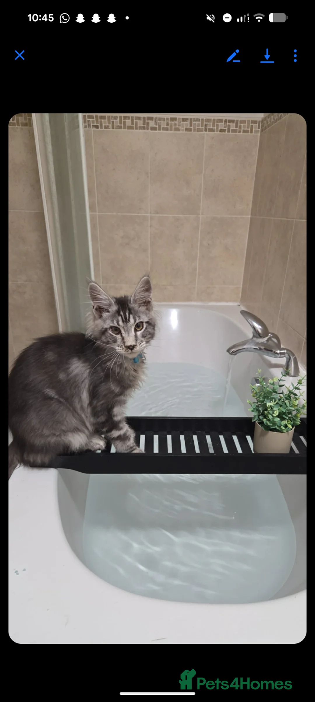Maine Coon cats for sale: Ready now maine coon kittens  - Advert 2