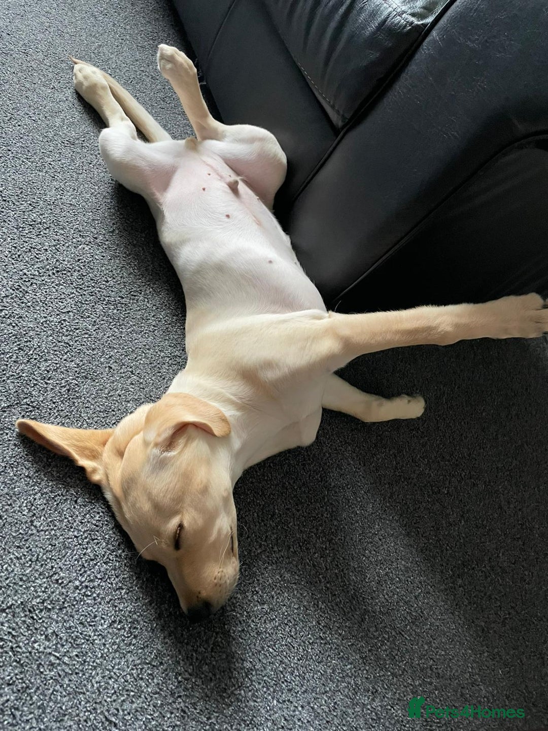 Labrador Retriever dogs for sale: KC Registered Labrador Puppy – 13 Weeks Old - Advert 6