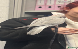 Cockatoo birds for sale: Skye galah cockatoo - Image 3