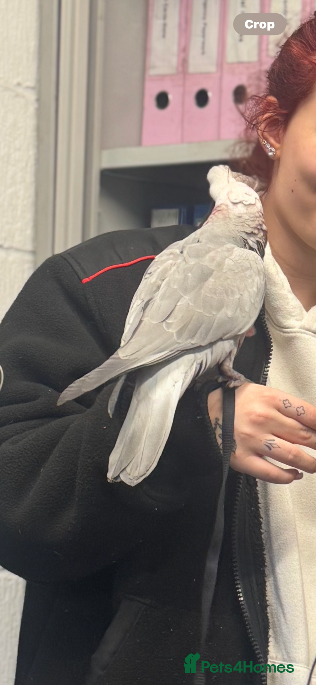 Cockatoo birds for sale: Skye galah cockatoo - Image 3