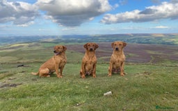 Labrador Retriever dogs for stud: Fox Red Labrador available at stud  - Image 3