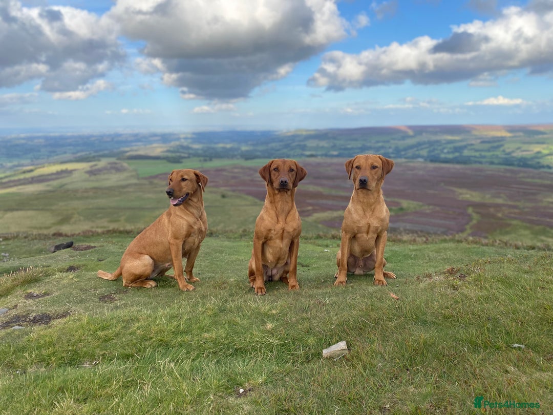 Labrador Retriever dogs for stud: Fox Red Labrador available at stud  - Image 3