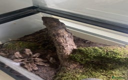 Tarantulas invertebrates for sale: Tarantulas for sale in Preston - Image 1