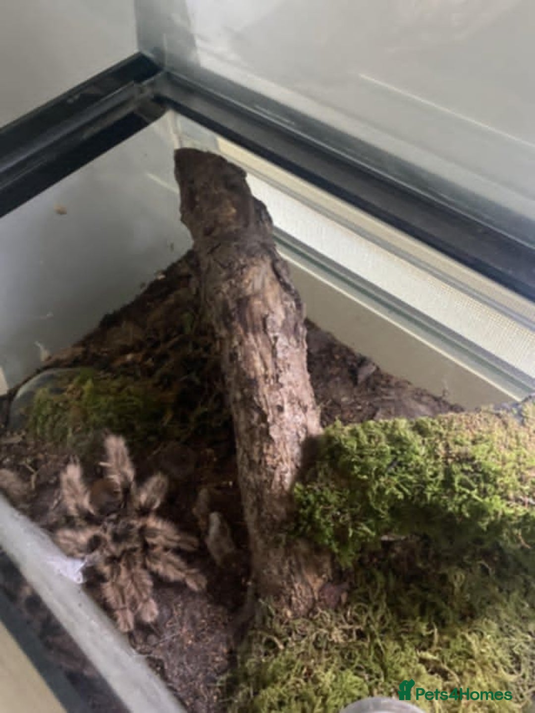 Tarantulas invertebrates for sale: Tarantulas for sale in Preston - Image 1