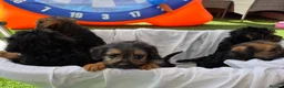 Mixed Breed dogs for sale: Borderpoo vet checked, 1st cross puppies - Advert 6