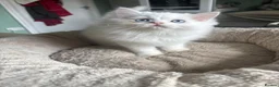 Persian cats for sale: 5 adorable Persian kittens for sale in Birmingham - Advert 9