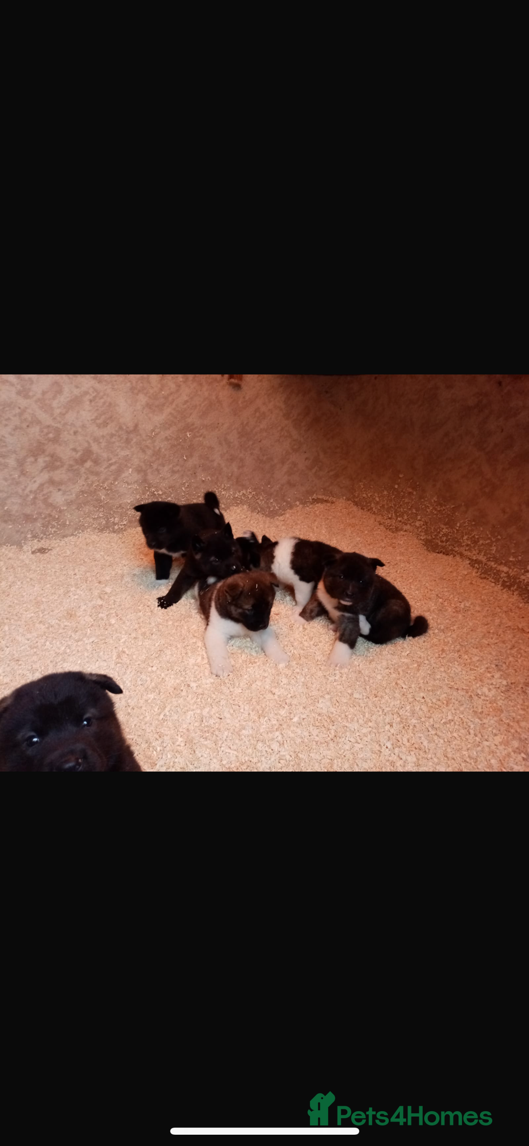 Akita dogs for sale: 7 bear faced American Akitas puppies  - Advert 9