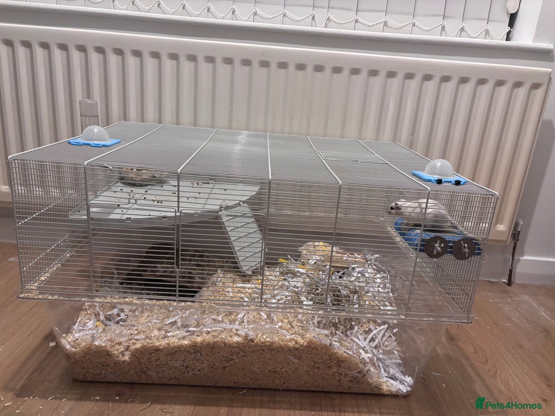 Gerbil rodents for sale: Free 2 male gerbils  - Image 2