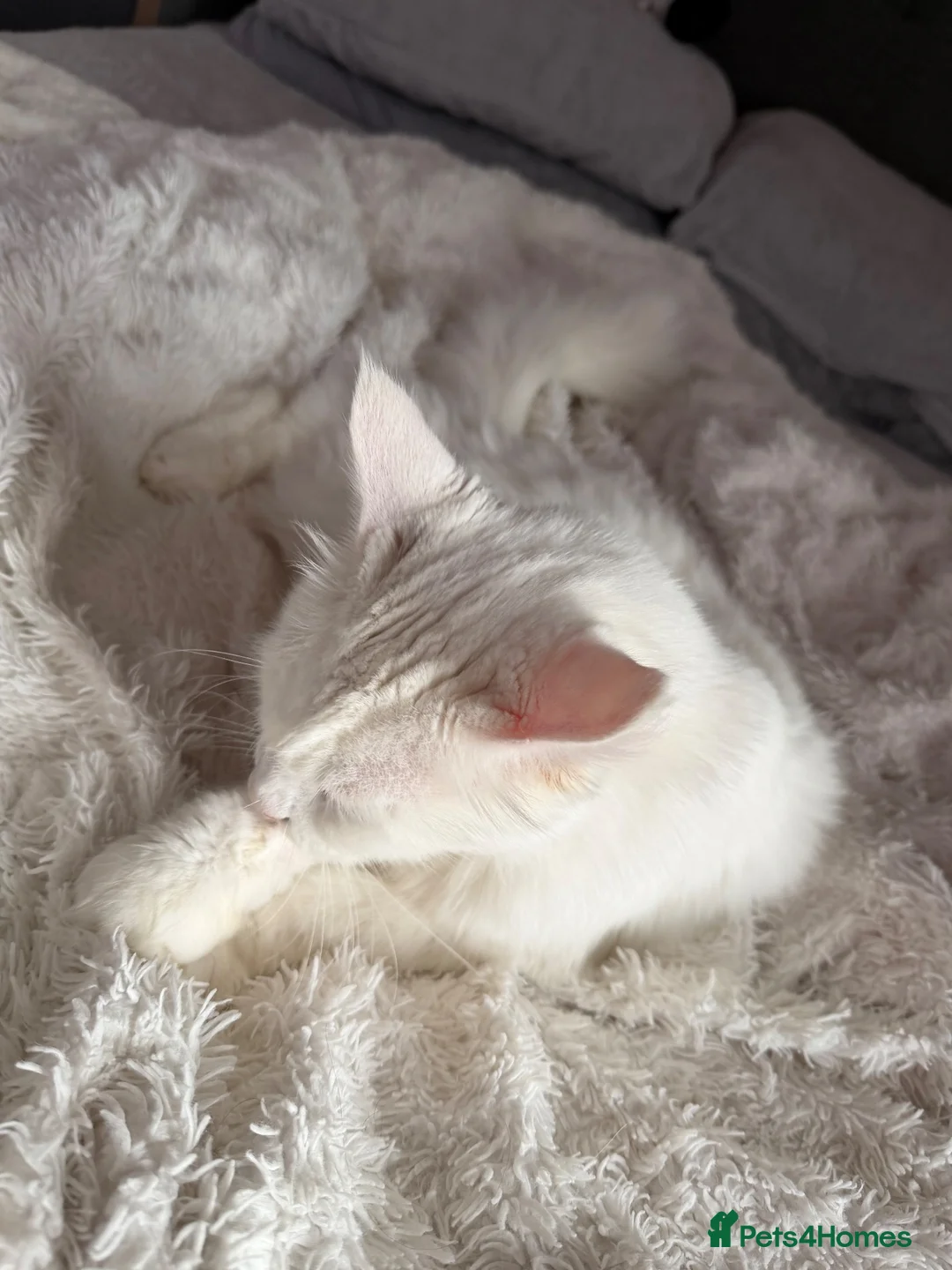 Maine Coon cats for sale: Maine coone boy - Advert 21