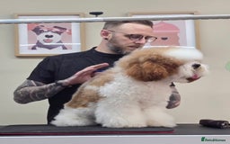 Cavapoo dogs for stud: White and Red Cavapoo - Image 7
