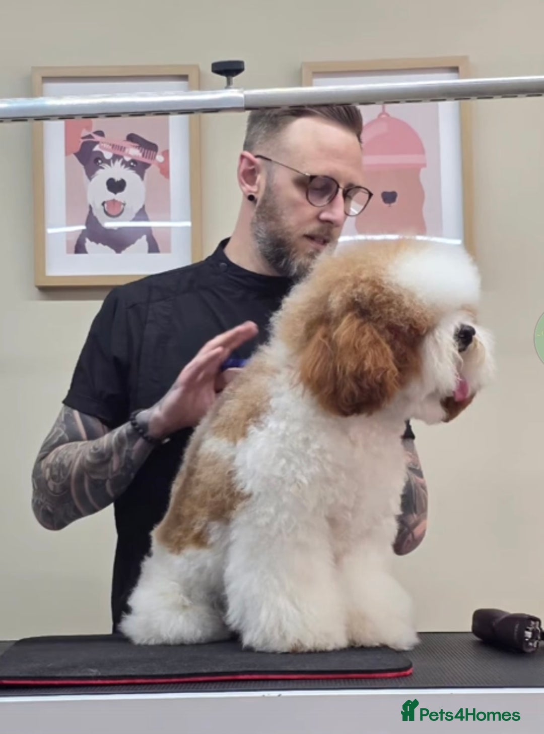 Cavapoo dogs for stud: White and Red Cavapoo - Image 7