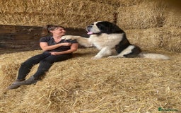 Saint Bernard dogs for sale: Stunning KC reg Saint Bernard puppies  - Image 21