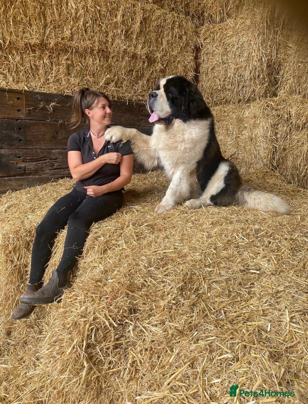Saint Bernard dogs for sale: Stunning KC reg Saint Bernard puppies  - Image 21