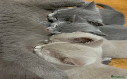 British Shorthair cats for sale: One beautiful lilac boy looking for a new home - Image 12