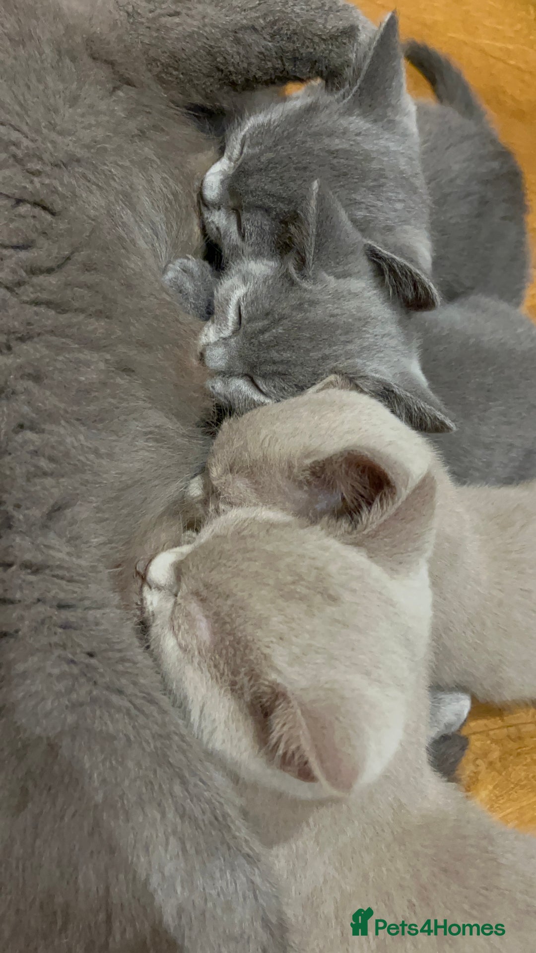 British Shorthair cats for sale: One beautiful lilac boy looking for a new home - Image 12