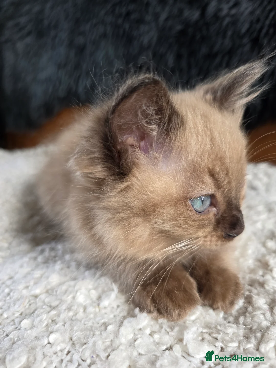 Ragdoll cats for sale: Quality Ragdoll Kittens - Advert 7