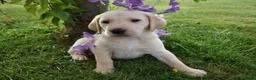 Labrador Retriever dogs for sale: * Beautiful Dna clear KC reg Labrador boys* - Advert 7