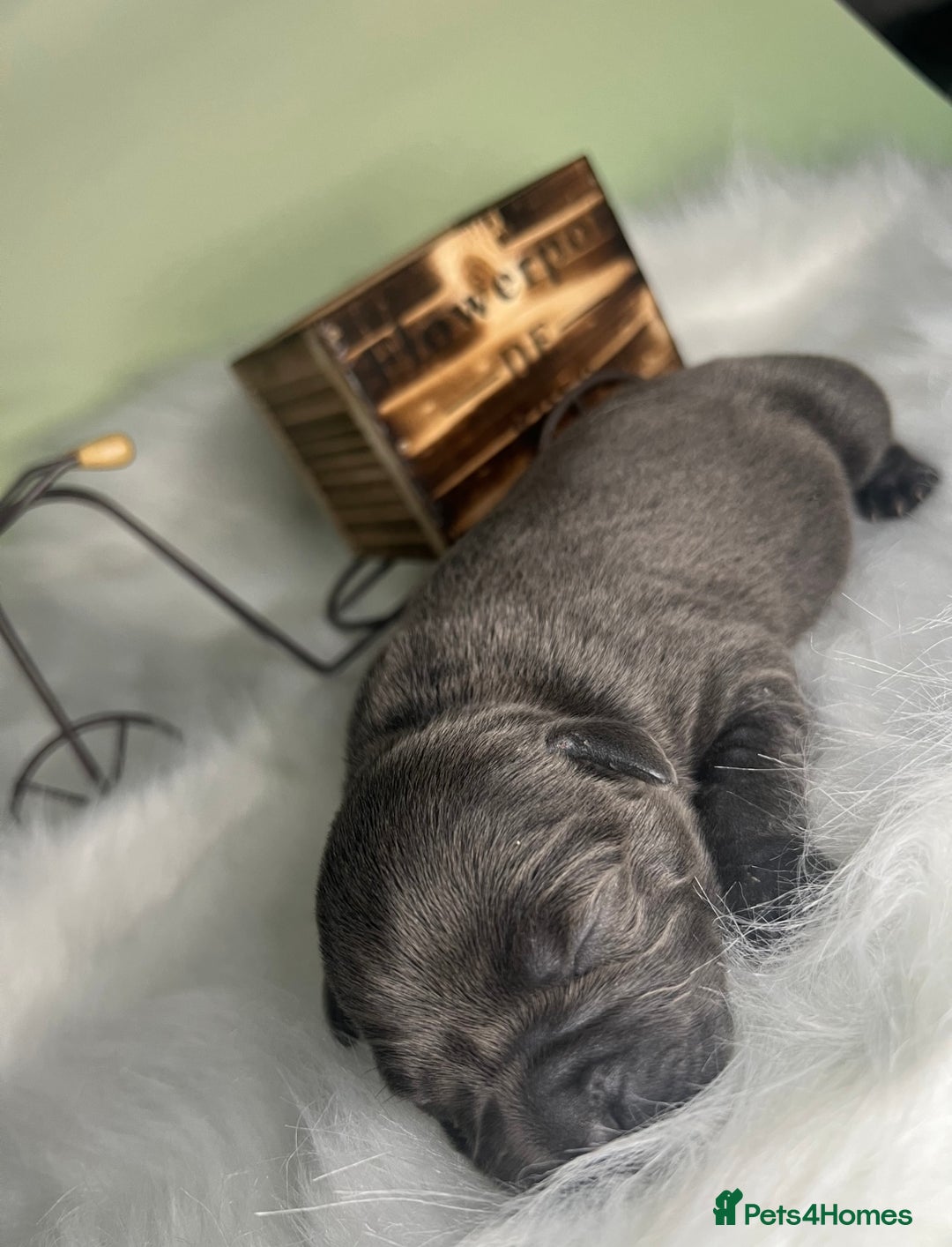 Staffordshire Bull Terrier dogs for sale: Champion Bloodline Blue Staffordshire BullTerriers - Advert 5