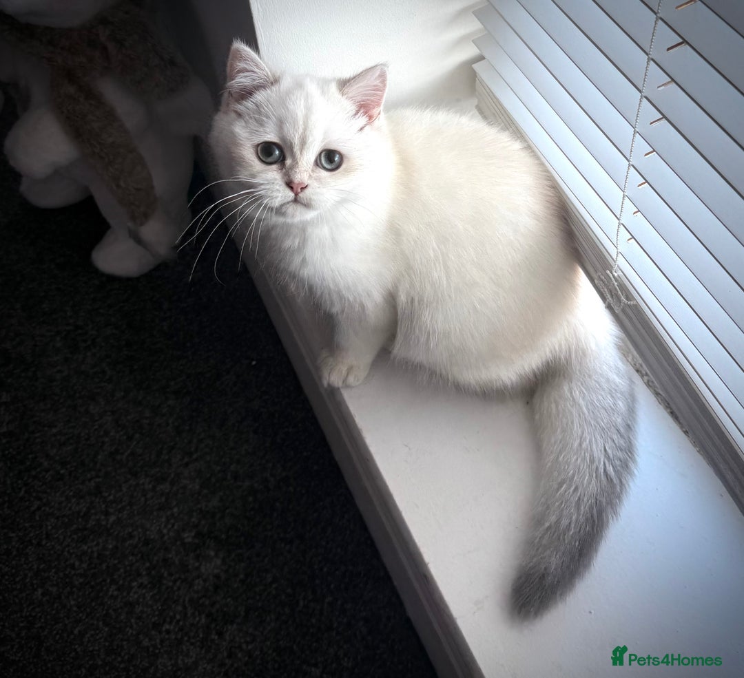 Scottish Fold cats for sale: 😻Last Two Stunning Scottish straight girls 😻 - Advert 3