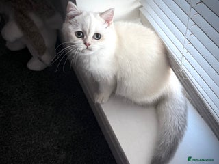 Scottish Fold cats 😻Last Two Stunning Scottish straight girls 😻 - Advert 1
