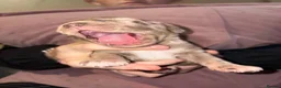 Mixed Breed dogs for sale: Catahoula x  - Advert 14