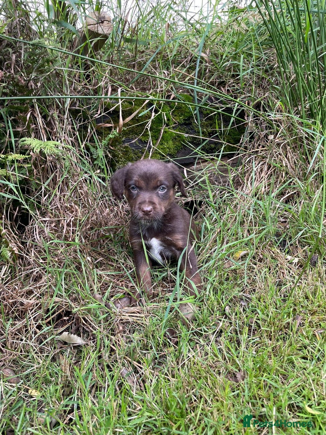 Mixed Breed dogs for sale: Sprollie puppies ❤️ - Image 7