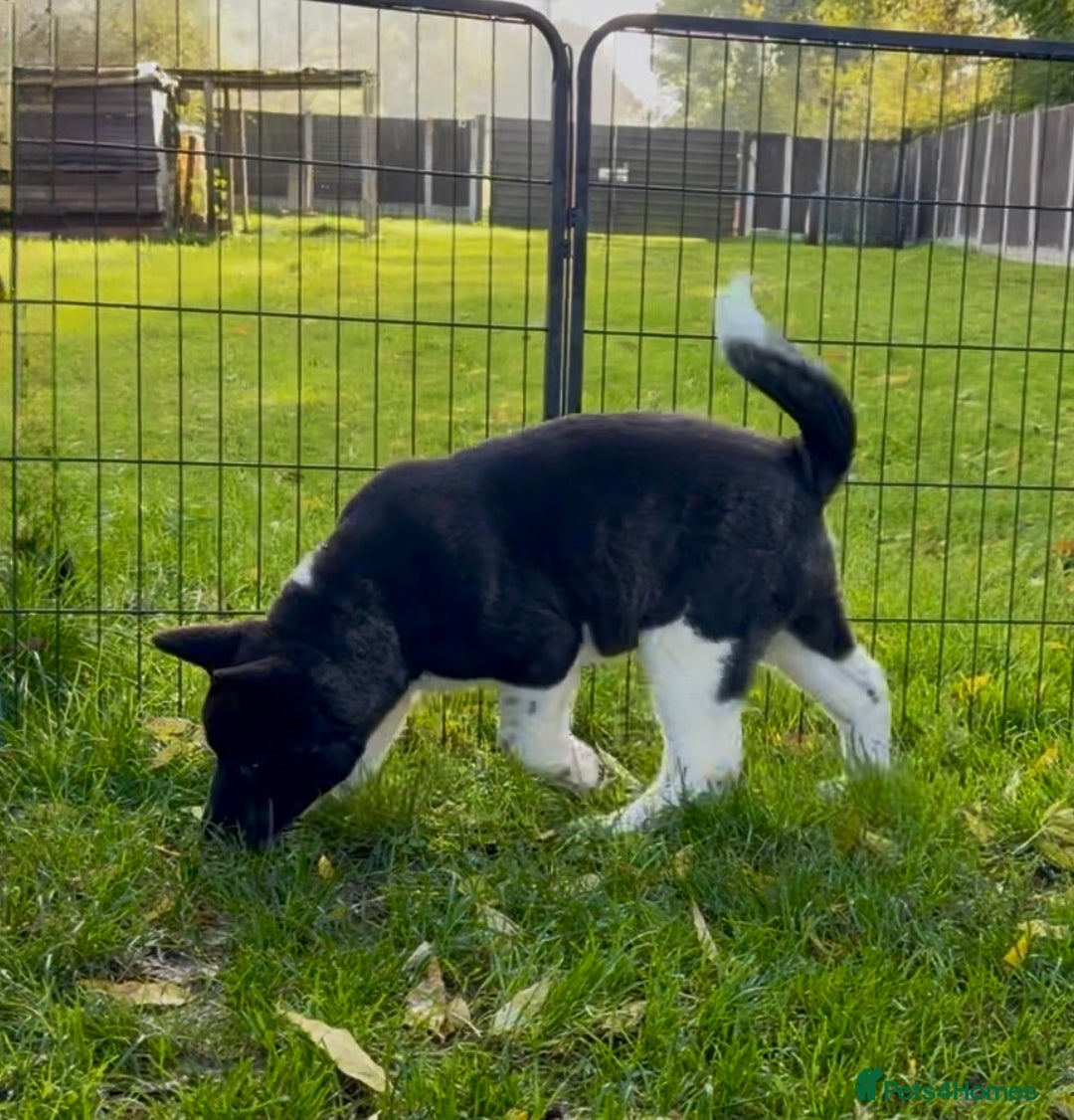 Akita dogs for sale: Quality KC Registered American Akita Puppies - Advert 28