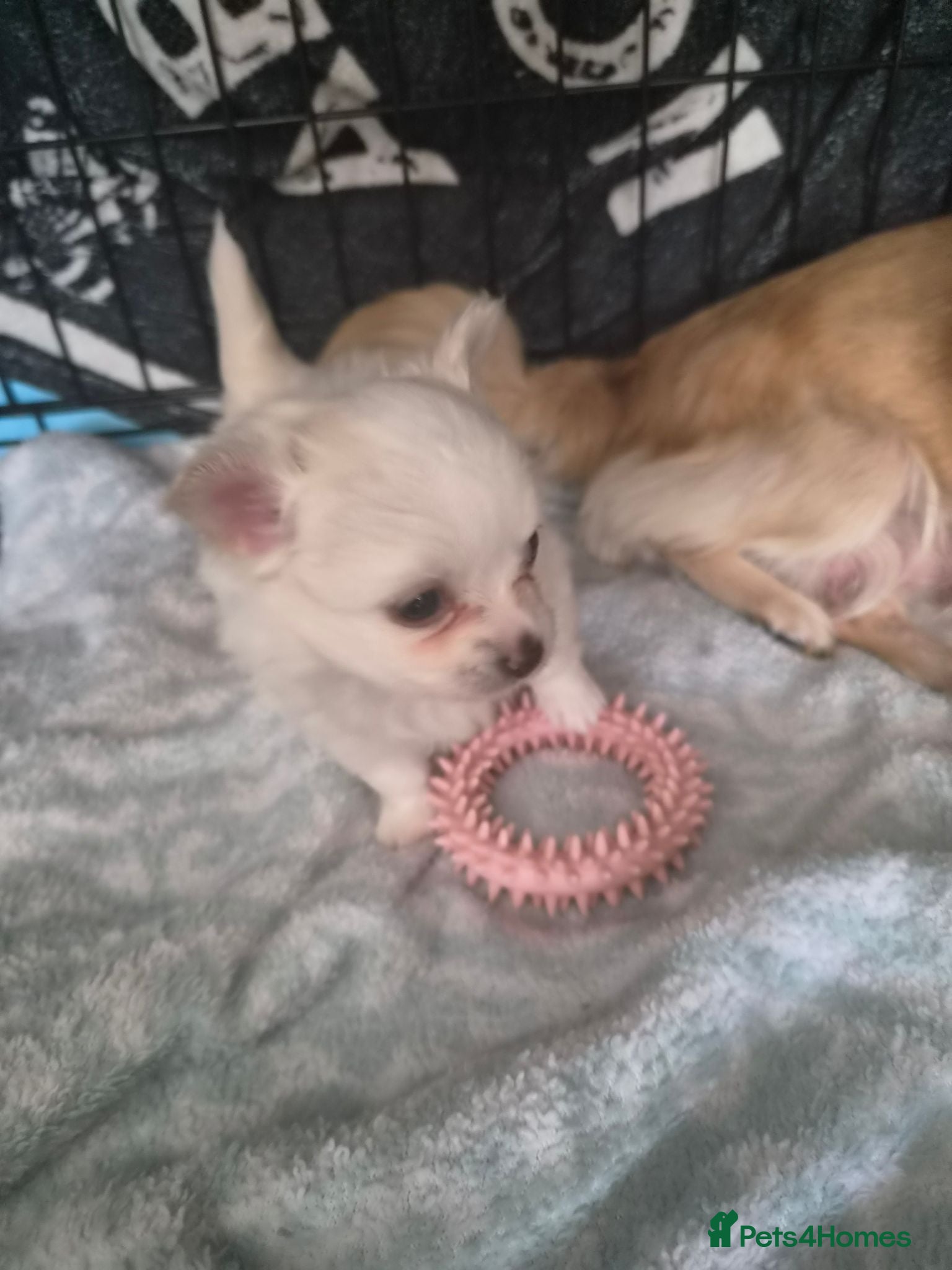 Chihuahua dogs Beautiful pure white long hair chihuahua girl - Advert 1