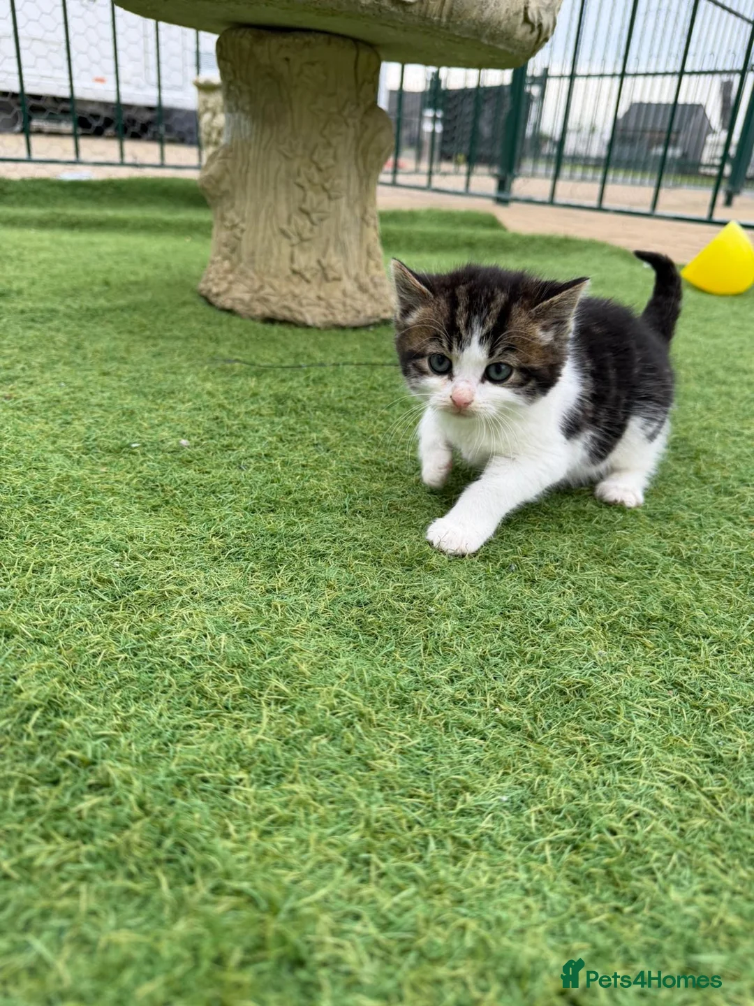 Mixed Breed cats for sale: Kittens in Biggleswade - Advert 9