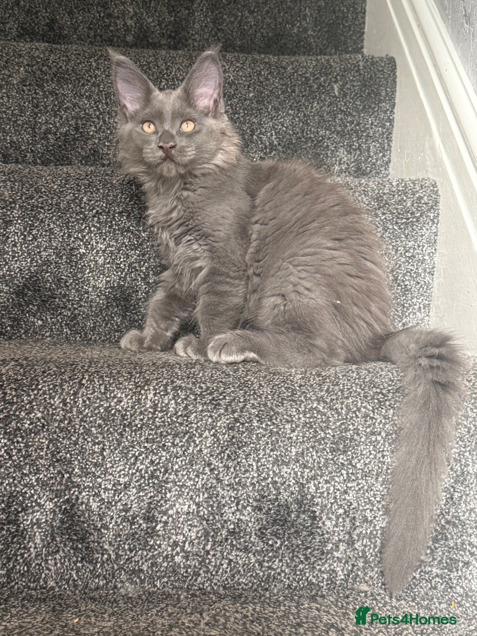 Maine Coon cats Stunning Maine Coon Litter Of Kittens  - Advert 2