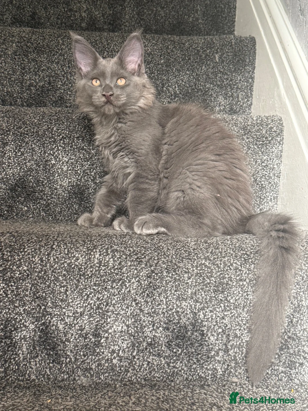 Maine Coon cats for sale: Stunning Maine Coon Litter Of Kittens  - Advert 1