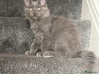 Maine Coon cats Stunning Maine Coon Litter Of Kittens - Advert 2