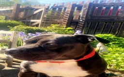 Mixed Breed dogs for sale: Luna- 2 year old pocket bully  in Annan - Image 1