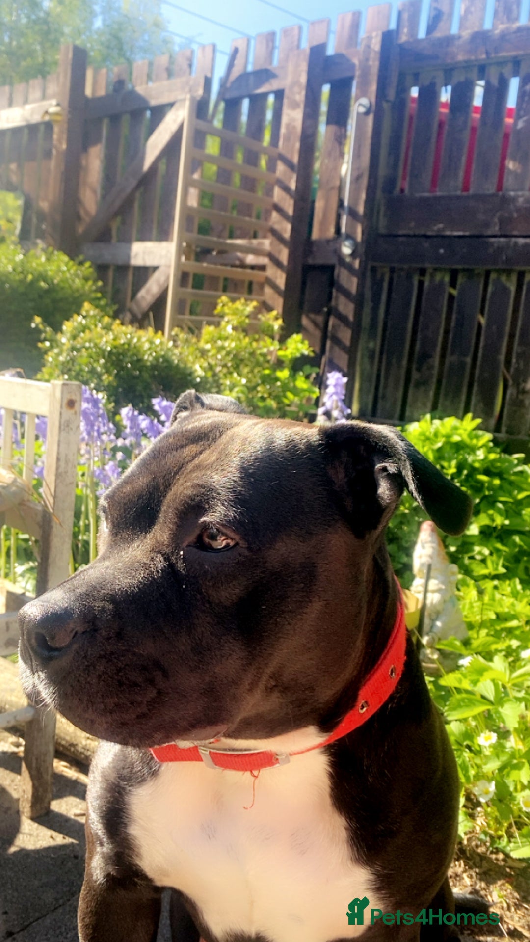 Mixed Breed dogs for sale: Luna- 2 year old pocket bully  in Annan - Image 1