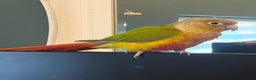 Conures birds for sale: Pineapple Conure - Advert 1