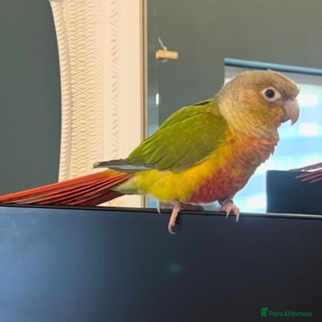 Conures birds for sale: Pineapple Conure - Advert 1