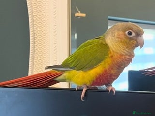 Conures birds Pineapple Conure - Advert 1