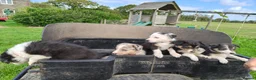 Border Collie dogs for sale: Border collie puppies - Advert 16